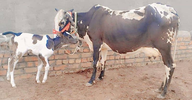 Cholistani cow/jearsy/Frizan/Cow/Gay/Gaee/گائے 2