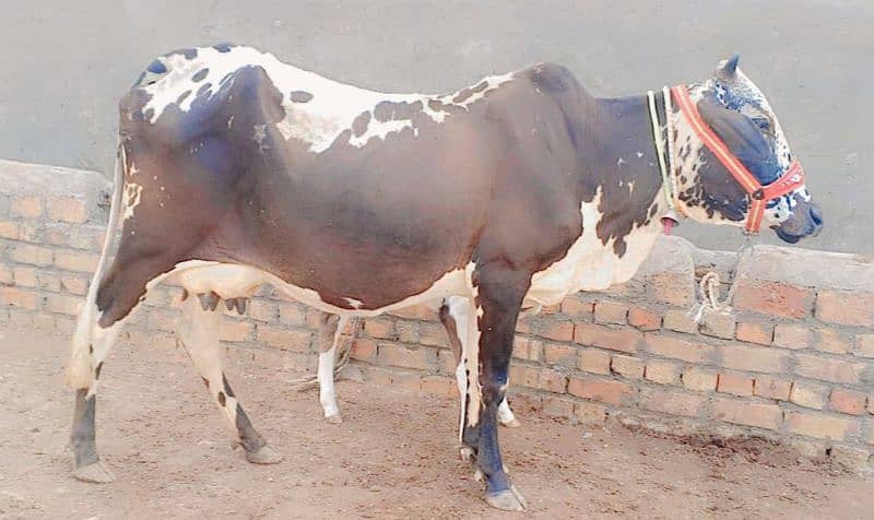 Cholistani cow/jearsy/Frizan/Cow/Gay/Gaee/گائے 4