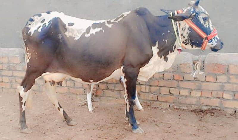 Cholistani cow/jearsy/Frizan/Cow/Gay/Gaee/گائے 5