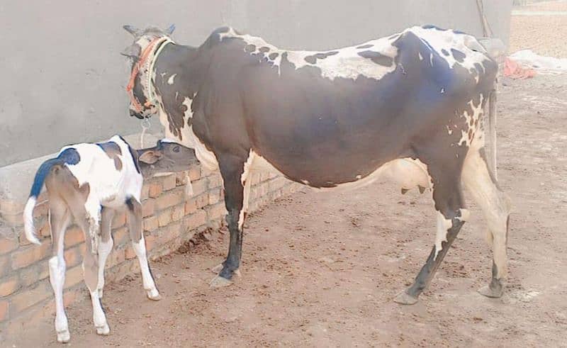 Cholistani cow/jearsy/Frizan/Cow/Gay/Gaee/گائے 6