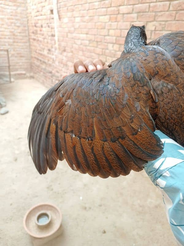 Aseel Mianwali High Quality Madi, Murgi, Female For Sale 3