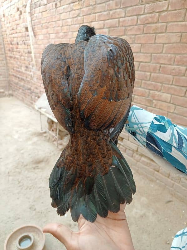 Aseel Mianwali High Quality Madi, Murgi, Female For Sale 4