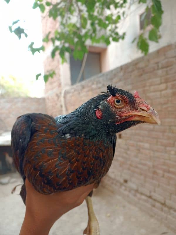 Aseel Mianwali High Quality Madi, Murgi, Female For Sale 6