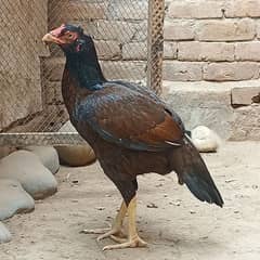 Aseel Mianwali High Quality Madi, Murgi, Female For Sale 0