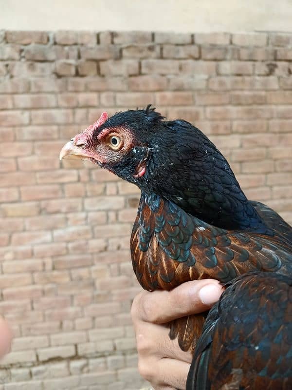 Aseel Mianwali High Quality Madi, Murgi, Female For Sale 7