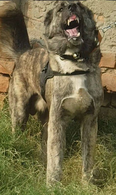 afghani kochi security dog 0