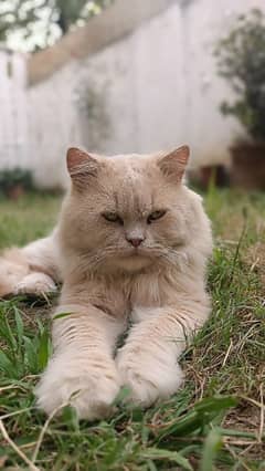 Persian cat