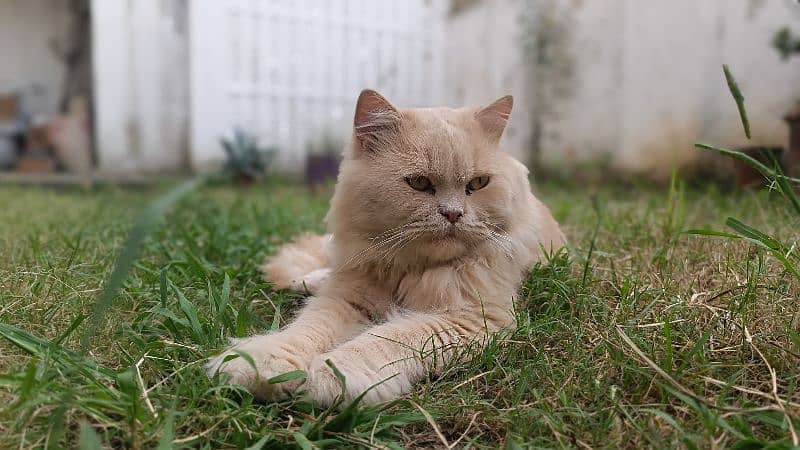 Persian cat 1