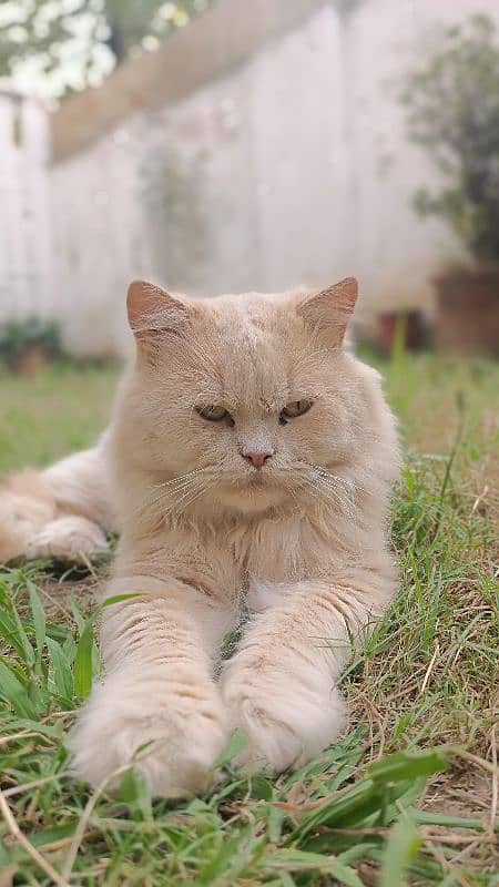 Persian cat 3