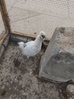 2 breeder white silkies