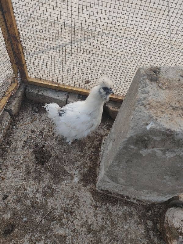 2 breeder white silkies 0