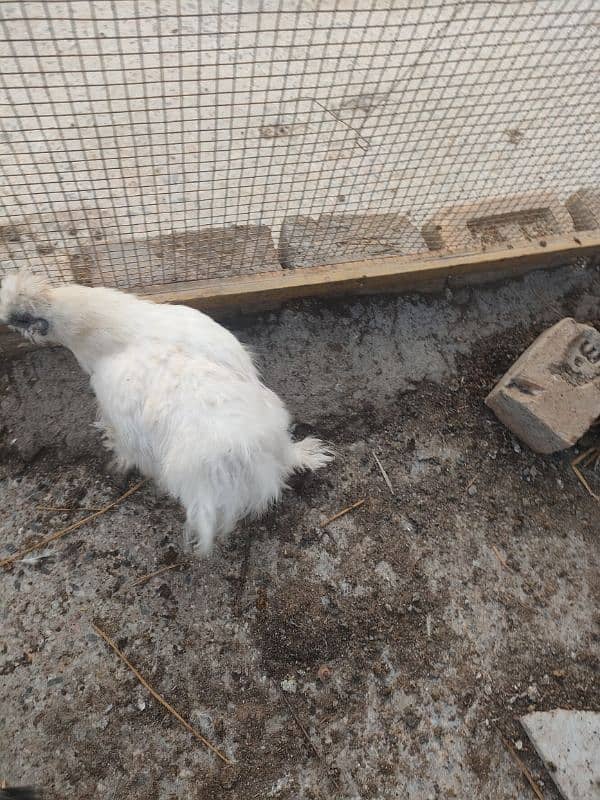 2 breeder white silkies 1