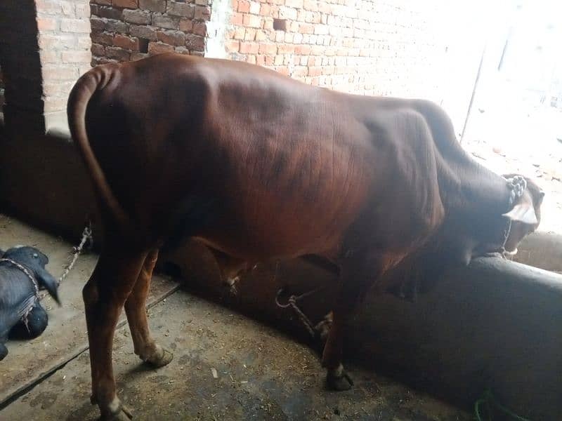 beautiful bull for sale 18 month age 2