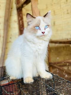 Persian Ragant Cat