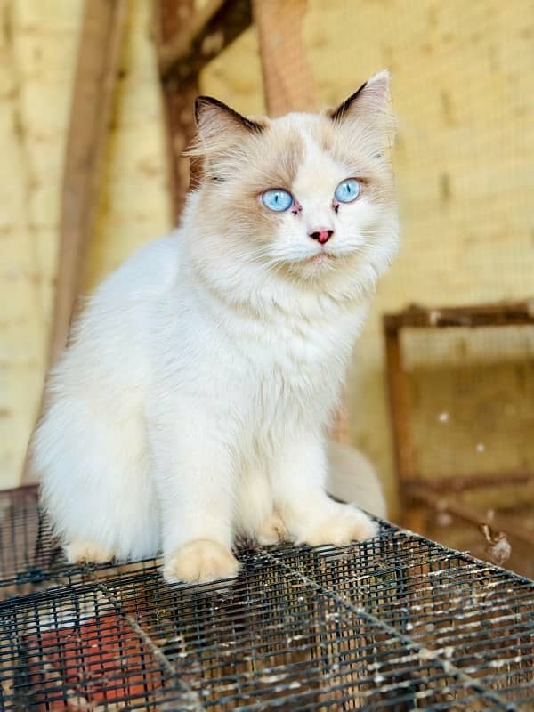 Persian Ragant Cat 1