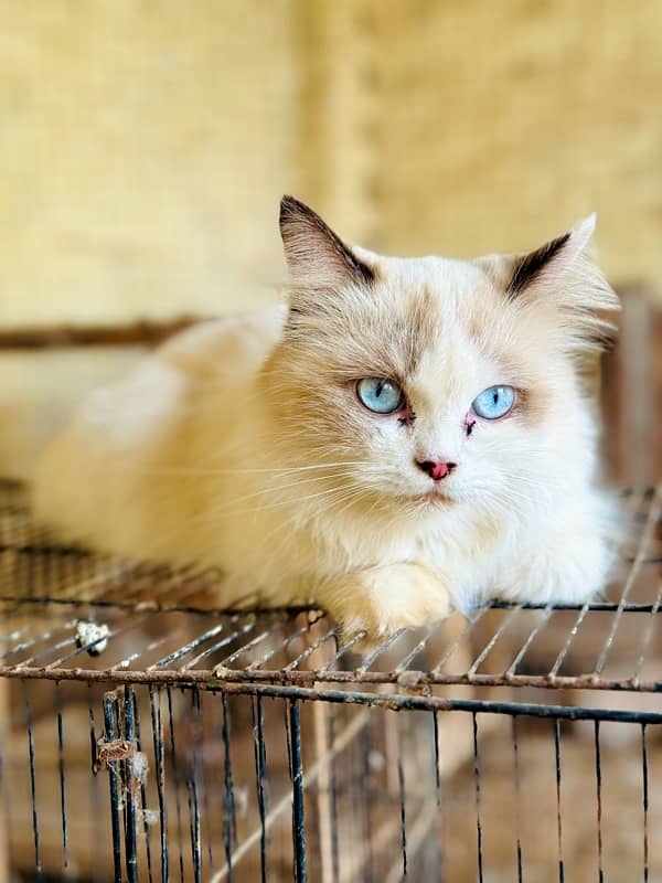 Persian Ragant Cat 3