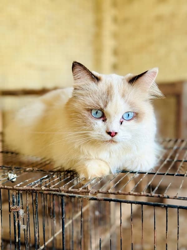 Persian Ragant Cat 4