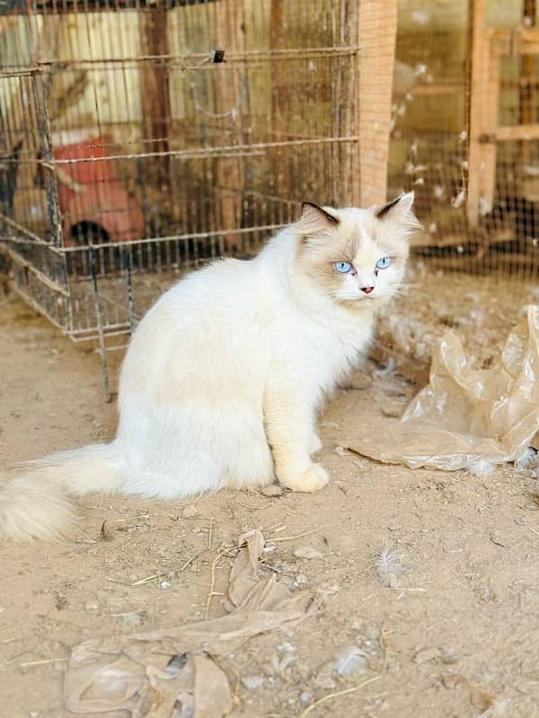 Persian Ragant Cat 6