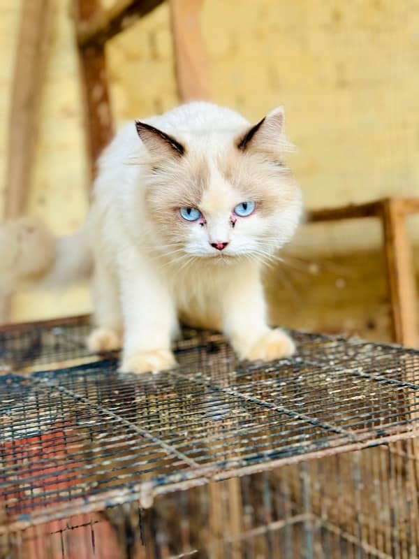 Persian Ragant Cat 7