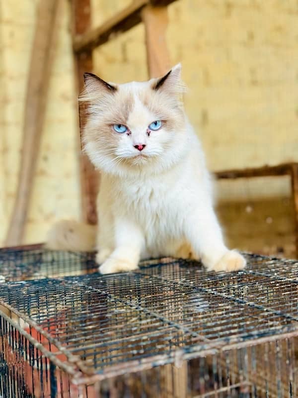 Persian Ragant Cat 8