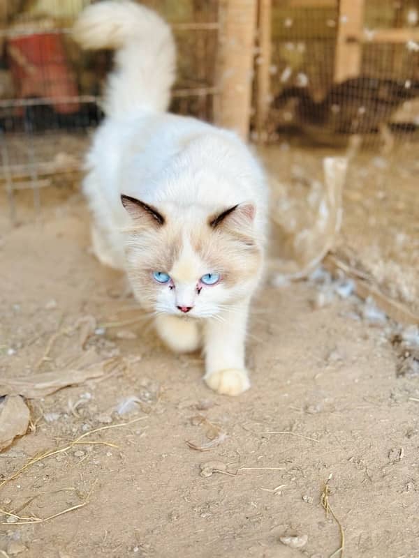 Persian Ragant Cat 9