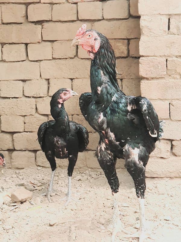 black aseel pair 1