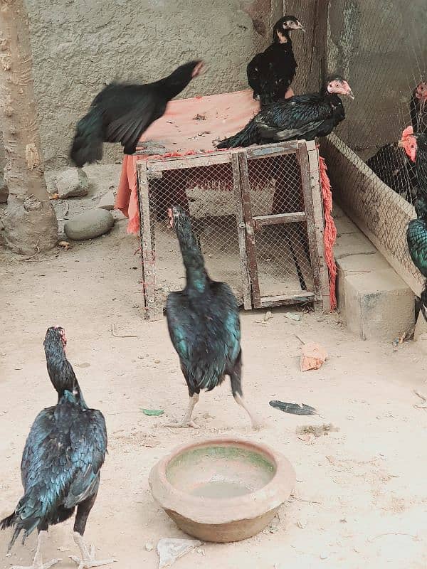 black aseel pair 4