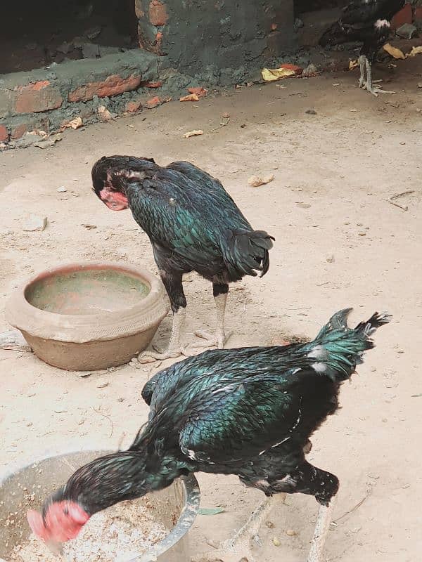 black aseel pair 5