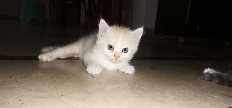 Persian Kittens for sale 1