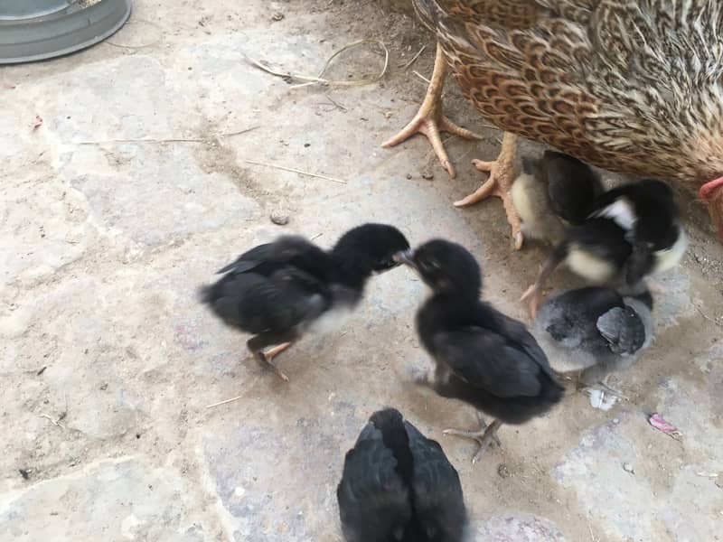 Pure Australop chicks 0