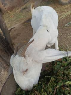 Bakri for sale