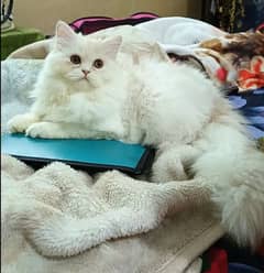 persian triple coat punch face female kittens