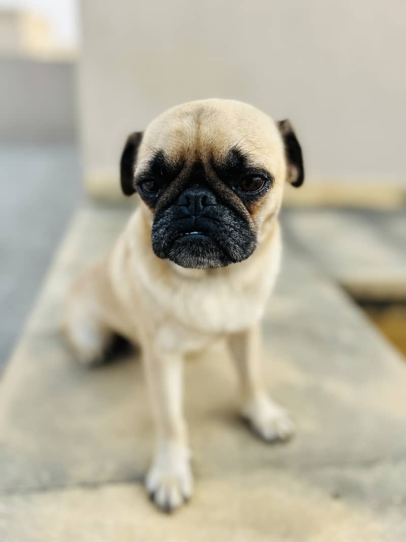 Female Pug Dog 1