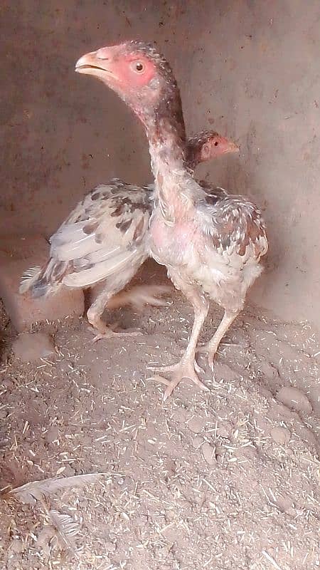 pure Aseel chicks age 6 months 1