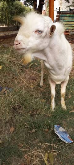 Goat / Bakra / gulabi bakra / teddy Goat / |بکر /breeder