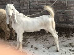 Desi Bakra Available For Sale  Goat Available For sale 0