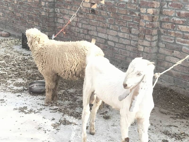 Desi Bakra Available For Sale  Goat Available For sale 1