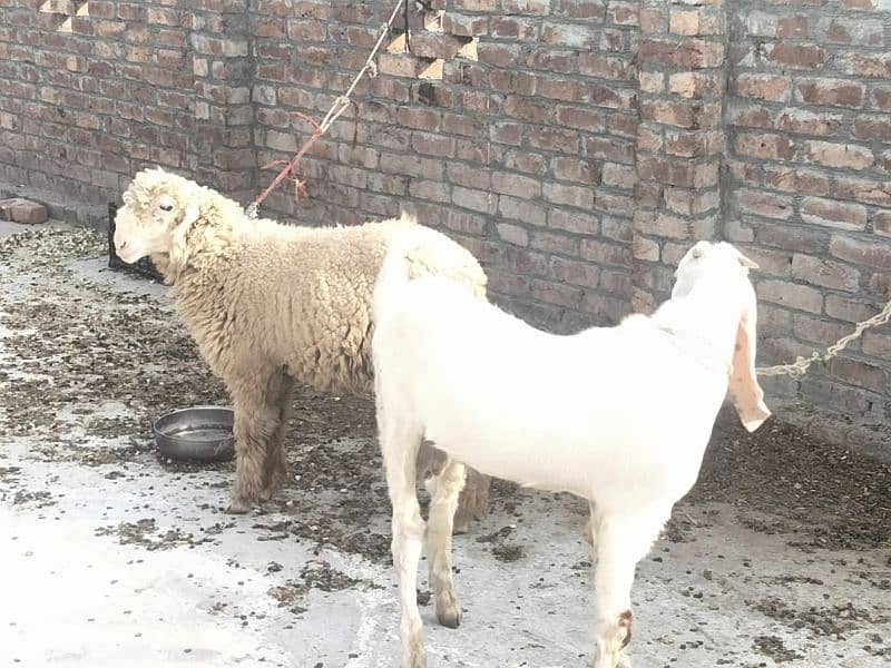 Desi Bakra Available For Sale  Goat Available For sale 2