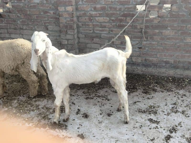 Desi Bakra Available For Sale  Goat Available For sale 3