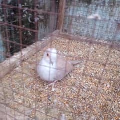 Red pied blue pied doimond pied dove for sale 0