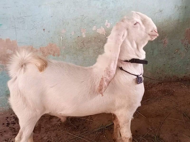 Pure gulabi munda bakra for sell 0