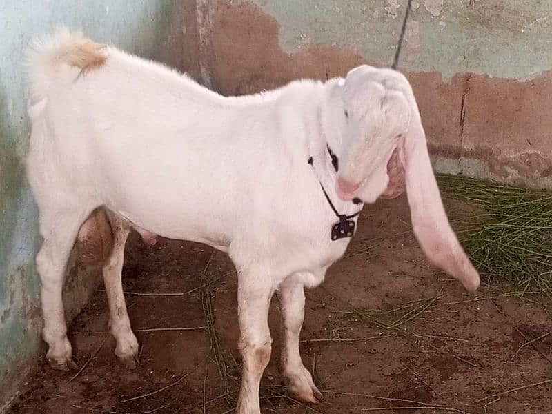 Pure gulabi munda bakra for sell 1