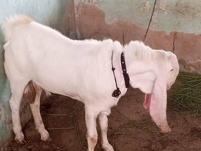 Pure gulabi munda bakra for sell 3