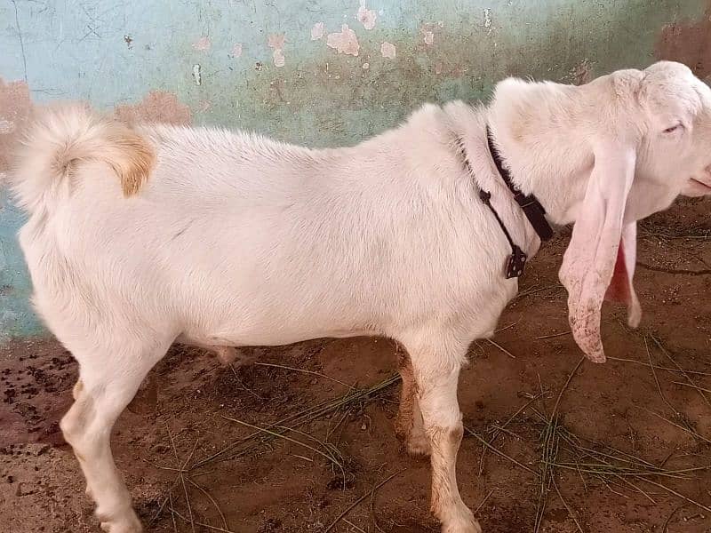 Pure gulabi munda bakra for sell 4