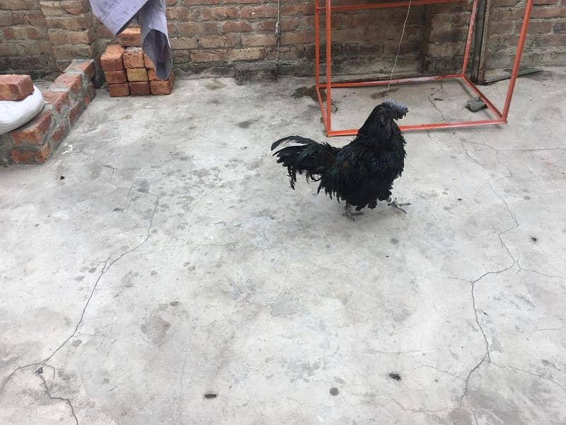 Ayam Sanamie 0