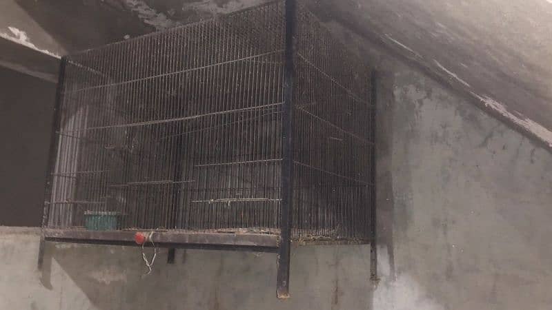 cage height 2', length 3'feet . WhatsApp number 03269487335. 2