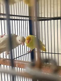 Love bird Albino red into /deceino dna