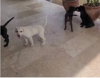 Dog puppies 2 Pairs need loving and caring family 1