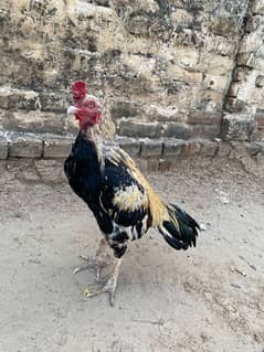 aseel miamwali breeder for sale