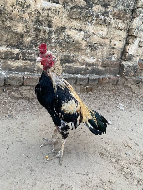 aseel miamwali breeder for sale 0